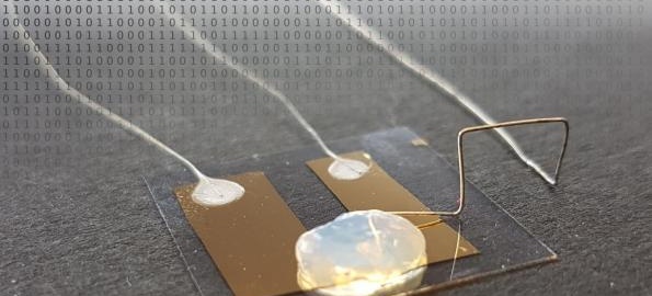 Single Atom Transistor