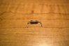 resistor3.jpg