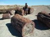 060529 (4630) Petrified Forest estrn AZ.jpg 060529 (4630) Petrified Forest estrn AZ.jpg