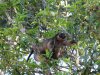 Tree Kangeroo-1282.JPG