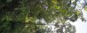 IMG_1328b-Tree Kangeroo.JPG IMG_1328b-Tree Kangeroo.JPG