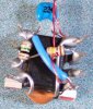 deadbug-255x300.jpg