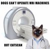 cats and MRI.jpg cats and MRI.jpg