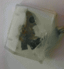 Pendulum opto1.gif