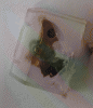 Pendulum opto3.gif