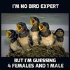 little birds.jpeg