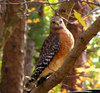 bighawk.jpg