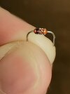 Zener Diode.jpg Zener Diode.jpg