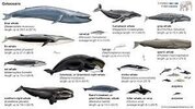 Whale | Definition, Types, & Facts | Britannica Whale | Definition, Types, & Facts | Britannica