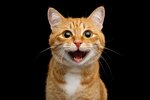 SA_Smiling-ginger-cat-on-black.jpg SA_Smiling-ginger-cat-on-black.jpg