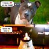dog crush.jpg