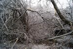 04 - SE corner behind apple tree Mar 30 2025.JPG