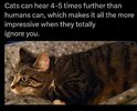 cats ignore.jpg