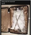 cats essential.jpg