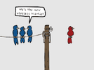 bird-information.png