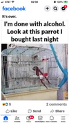 parrot.png