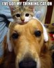 Thinking cat on.jpg Thinking cat on.jpg