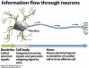 neuron11.jpg