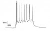 Current_Clamp_recording_of_Neuron1.jpg