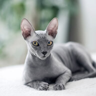 Kittypinout