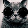 SchrodingersCat