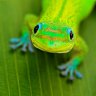 Lizard
