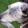 Old Grey