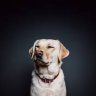 onedog