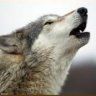 WyluliWolf