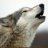 WyluliWolf