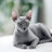 Kittypinout