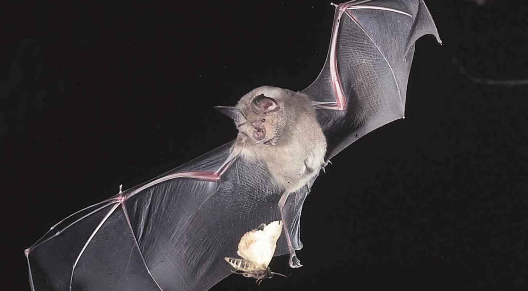 bat-catching-moth.jpg
