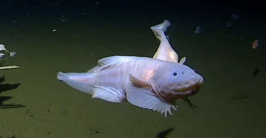 phys.org