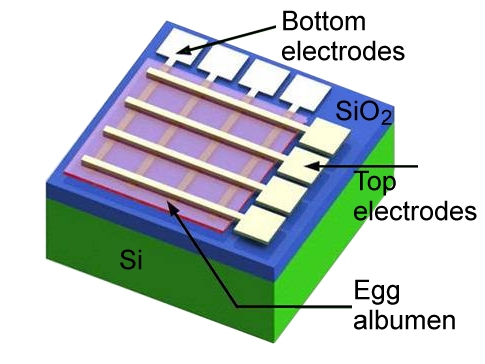 Egg Memristor recipe (serves one)