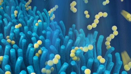 Next-generation smartphone battery inspired by the gut