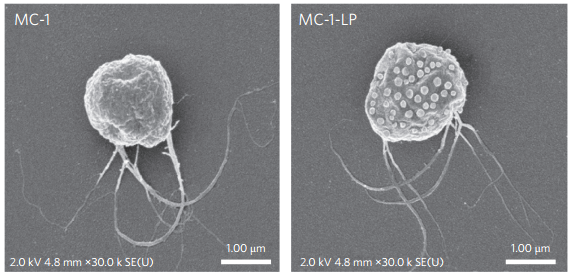 Scanning electron microscopy images of unloaded Magneto-aerotactic(MC-1) bacteria (Left) and when loading it with the drug (right)