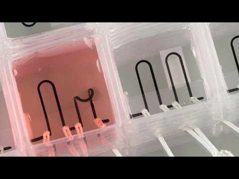 3D Printed Organ-On-Chip