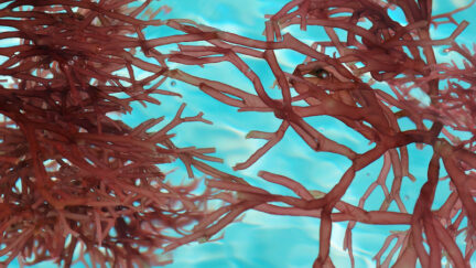 Carrageenan, a seaweed derivative, can stabilize lithium-sulfur batteries surprisingly