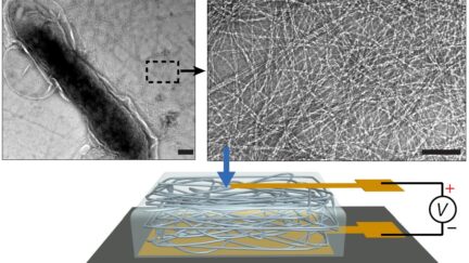 Ambient humidity energy harvesters could compete with solar cells