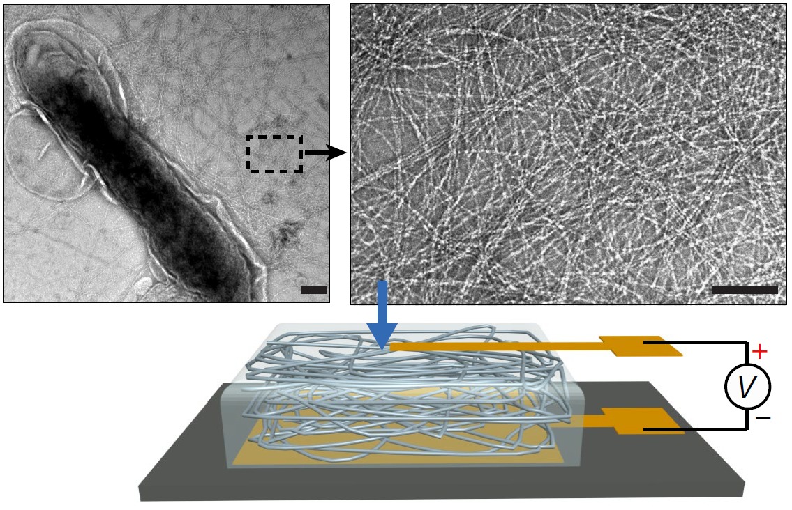 Ambient humidity energy harvesters could compete with solar cells